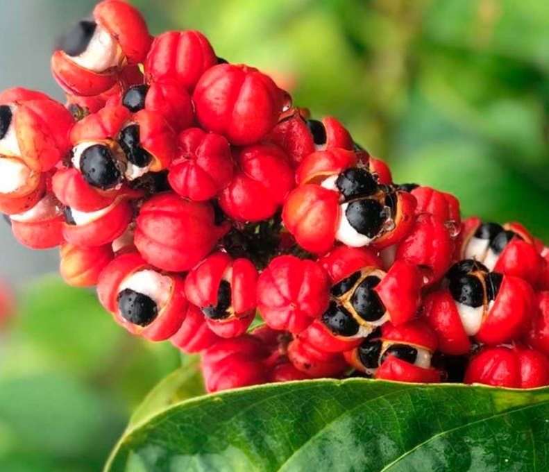 guarana